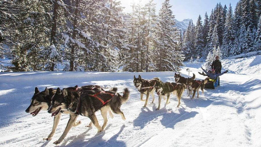 Rovaniemi: One Hour Husky Experience - How much time you really spend with the dogs
