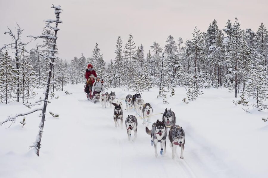 Rovaniemi: One Hour Husky Experience - Price and value at $117