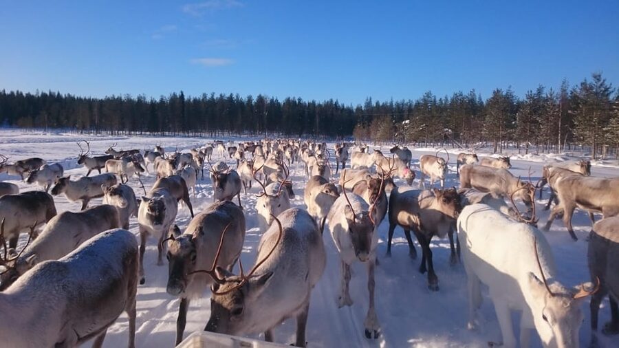 Rovaniemi: Private Reindeer Farm Visit and Walk-Along - A private farm visit far from Rovaniemi