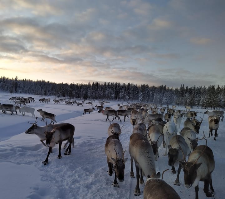 Rovaniemi: Private Reindeer Farm Visit and Walk-Along - Riding the snowmobile sledge into the pasture
