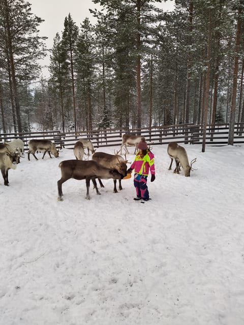 Rovaniemi: Private Reindeer Farm Visit and Walk-Along - Feeding reindeer by hand