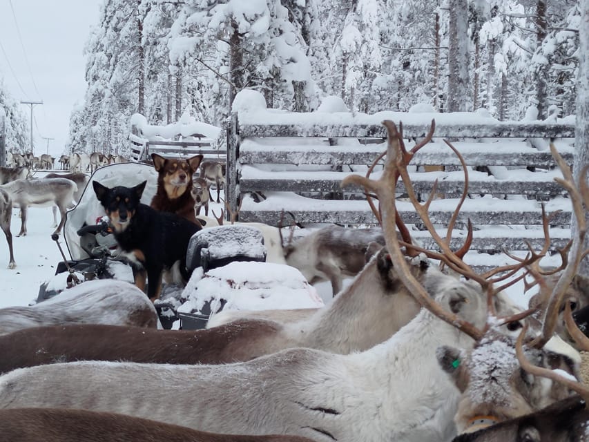 Rovaniemi: Private Reindeer Farm Visit and Walk-Along - Walking through the forest with young reindeer