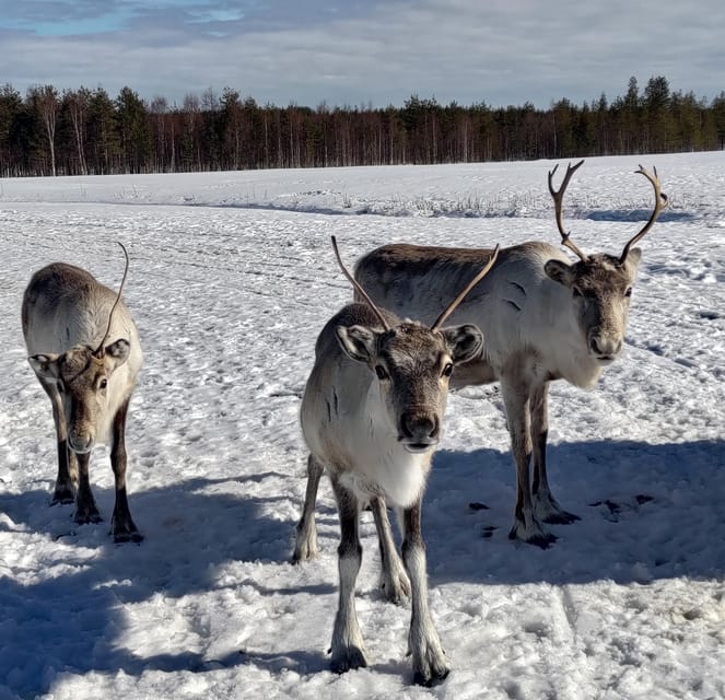Rovaniemi: Private Reindeer Farm Visit and Walk-Along - Berry juice, homemade treats, and the kota fire