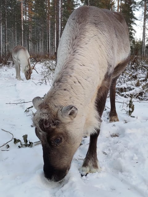 Rovaniemi: Private Reindeer Farm Visit and Walk-Along - What the $165 price buys you