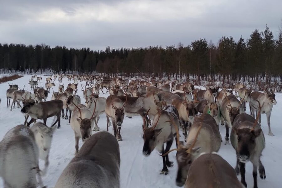 Rovaniemi: Private Reindeer Farm Visit and Walk-Along - Who will enjoy this most