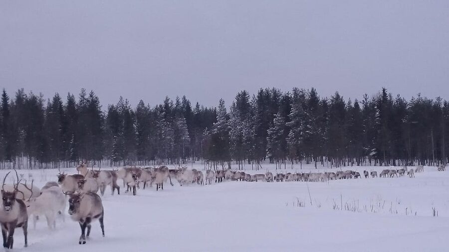 Rovaniemi: Private Reindeer Farm Visit and Walk-Along - Meeting the dogs and starting the visit