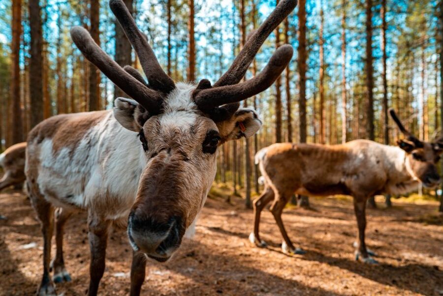 Rovaniemi: Quad Bike Safari, Reindeer & Husky Farm Visit - Meeting Lapland’s reindeer at the farm