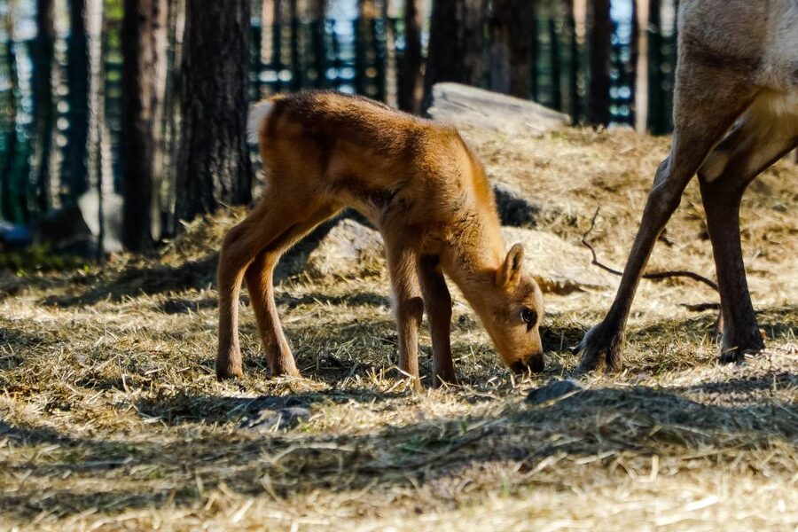 Rovaniemi: Quad Bike Safari, Reindeer & Husky Farm Visit - Trading animal power for an ATV
