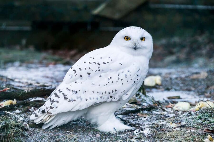 Rovaniemi: Ranua Wildlife Park Private Day Trip - Polar bears, otters, and Arctic foxes