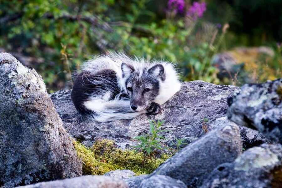 Rovaniemi: Ranua Wildlife Park Private Day Trip - Feeding sessions, exhibits, and walking paths