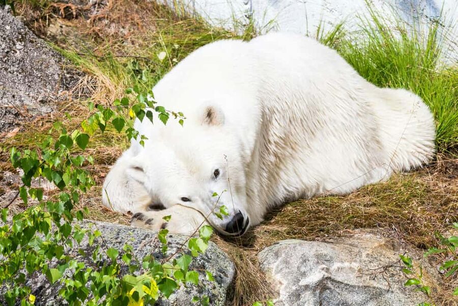 Rovaniemi: Ranua Wildlife Park Private Day Trip - Conservation and the Arctic setting