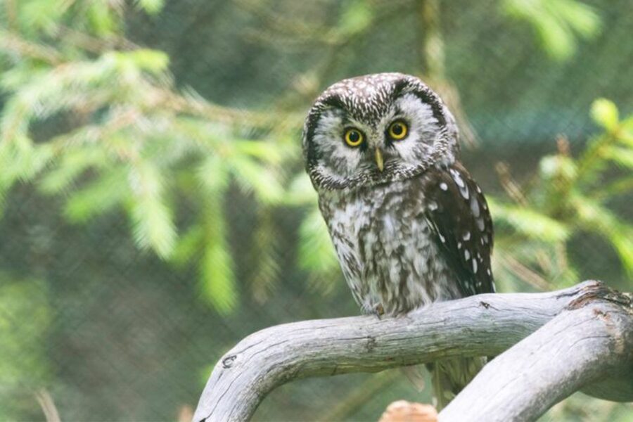 Rovaniemi: Ranua Zoo Entry Ticket w/ Walking Tour and Lunch - Who should book this Ranua outing