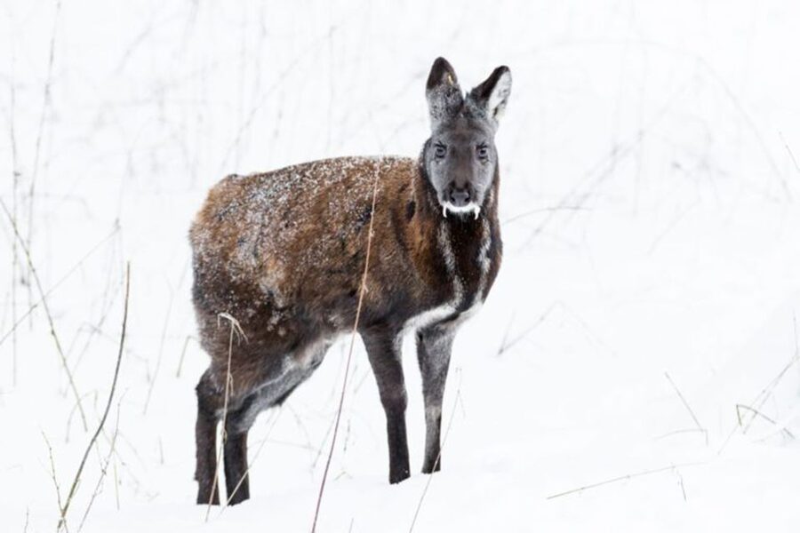 Rovaniemi: Ranua Zoo Entry Ticket w/ Walking Tour and Lunch - The 1.5-hour zoo walk