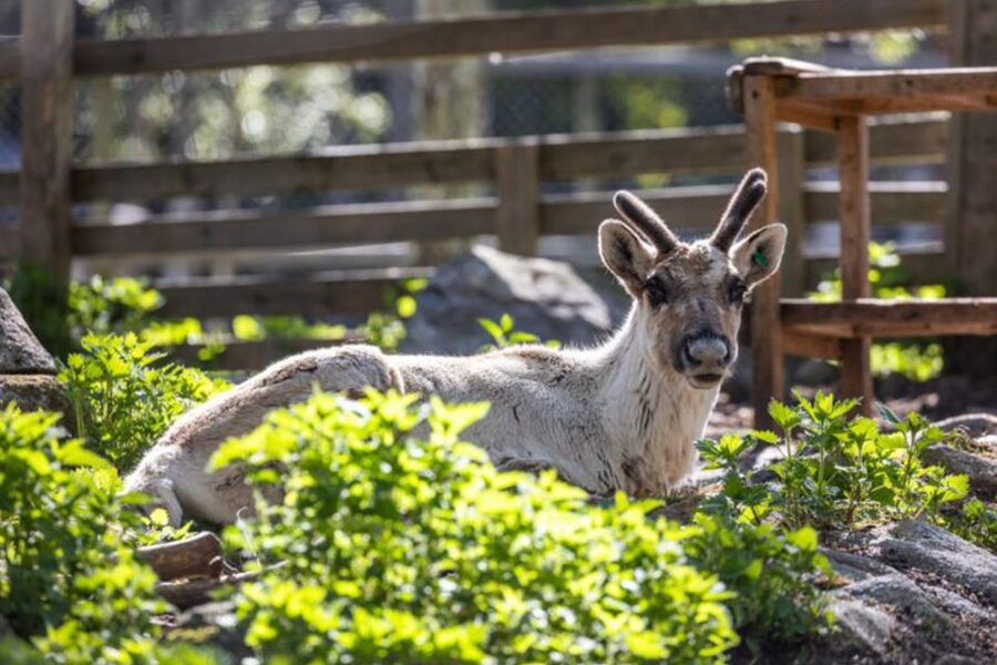 Rovaniemi: Ranua Zoo Entry Ticket w/ Walking Tour and Lunch - Which animals are easiest to find