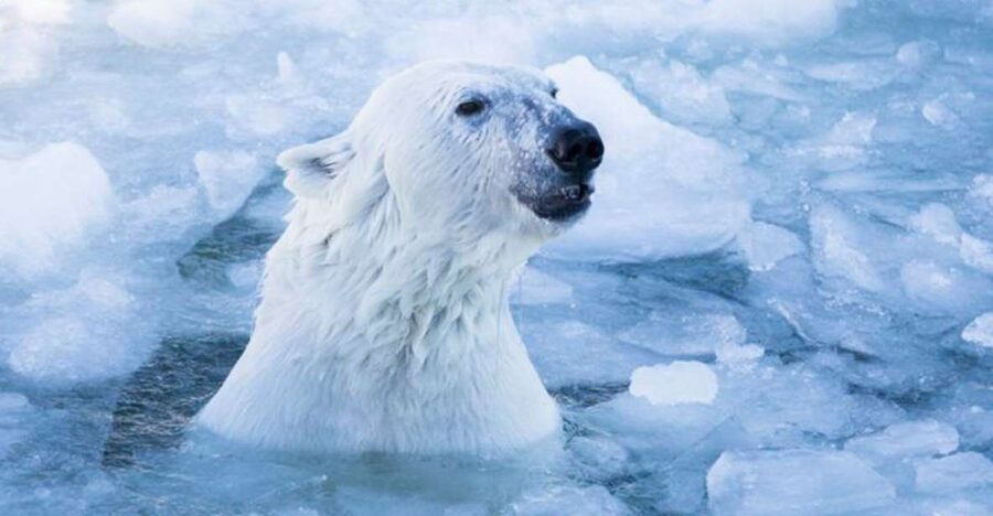 Rovaniemi: Ranua Zoo Entry Ticket w/ Walking Tour and Lunch - Is $146 a fair price?
