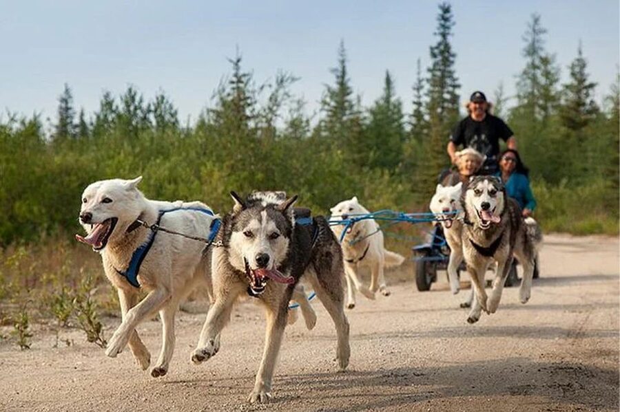Rovaniemi: Ranua Zoo Entry Ticket with BBQ Picnic - Why Ranua Wildlife Park makes a good Arctic day trip