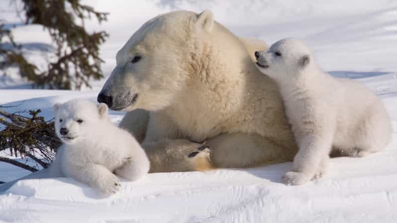 Rovaniemi: Ranua Zoo Visit with Lunch - Key points to know before you book