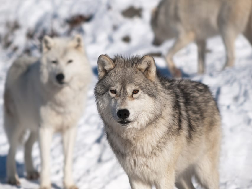 Rovaniemi: Ranua Zoo Visit with Lunch - What the $258 price includes