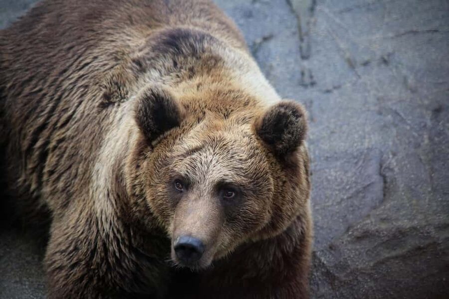 Rovaniemi: Ranua Zoo Wildlife Park Tour with hotel pickup - Key points to know before booking