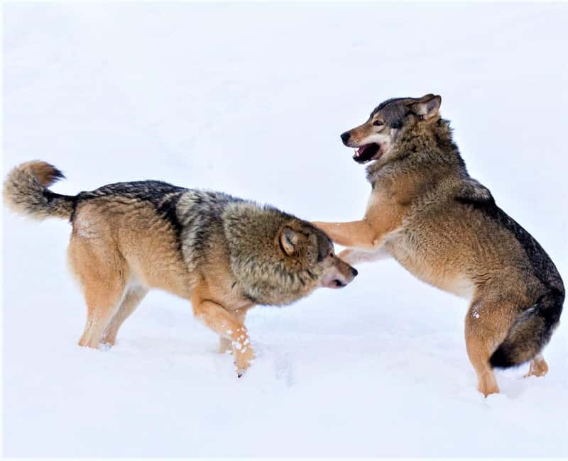 Rovaniemi: Ranua Zoo Wildlife Park Tour with hotel pickup - Why Ranua makes sense from Rovaniemi