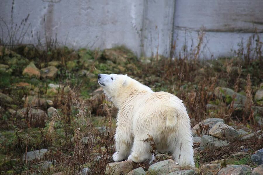 Rovaniemi: Ranua Zoo Wildlife Park Tour with hotel pickup - Getting oriented at Ranua Wildlife Park