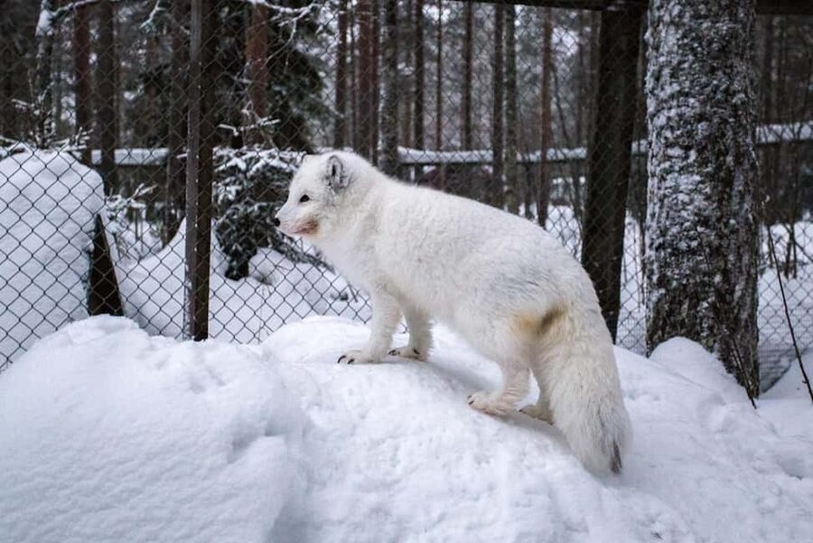 Rovaniemi: Ranua Zoo Wildlife Park Tour with hotel pickup - Winter conditions and animal activity
