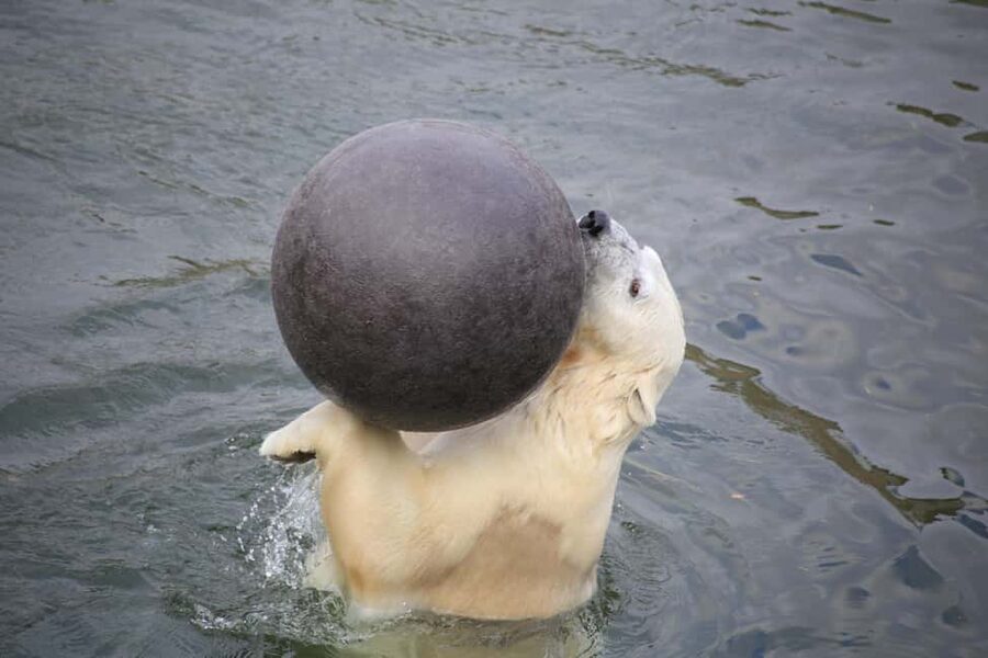 Rovaniemi: Ranua Zoo Wildlife Park Tour with hotel pickup - The 50-minute ride from your hotel