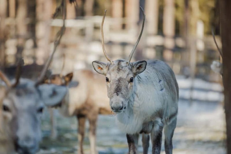 Rovaniemi: Reindeer Experience with Sleigh Ride - Meeting reindeer 20 minutes from Rovaniemi