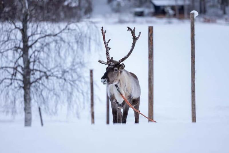 Rovaniemi: Reindeer Experience with Sleigh Ride - Meeting the reindeer at the farm