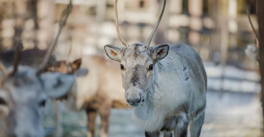 Rovaniemi: Reindeer Experience with Sleigh Ride - The 500-meter sleigh ride