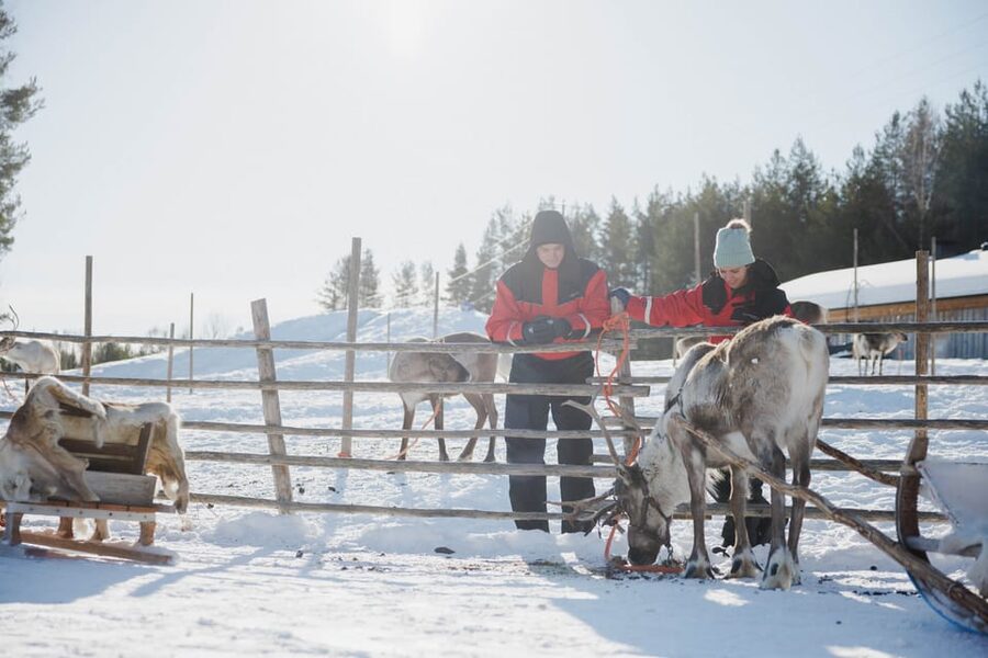 Rovaniemi: Reindeer Experience with Sleigh Ride - Stories from local reindeer herders