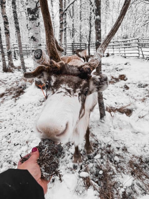 Rovaniemi: Reindeer Experience with Sleigh Ride - Is $99 a fair price?