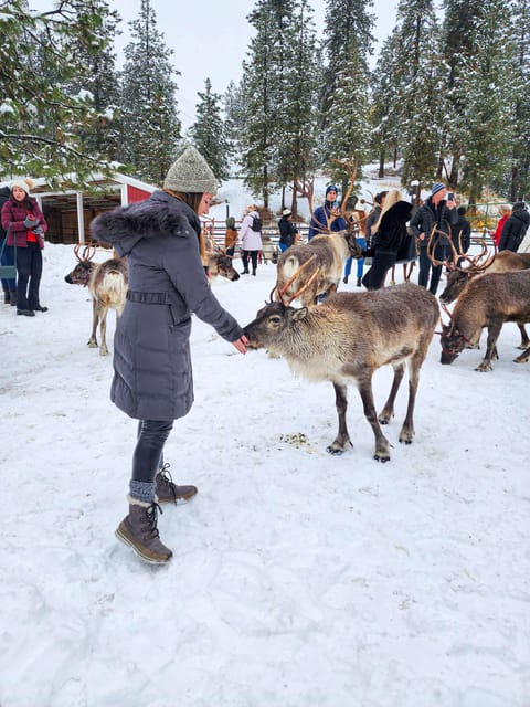Rovaniemi: Reindeer Farm Visit and Sleigh Ride with transfer - A short ride into Lapland’s reindeer country