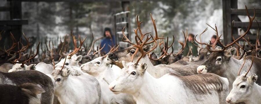 Rovaniemi: Reindeer Farm Visit and Sleigh Ride with transfer - What the 400 to 500 meter sleigh ride feels like