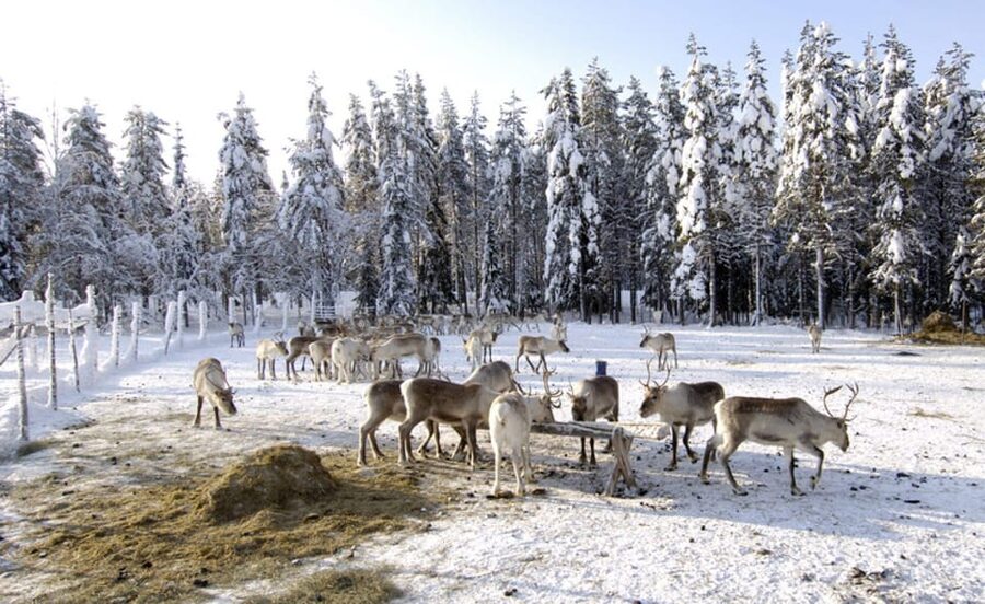 Rovaniemi: Reindeer Farm Visit and Sleigh Ride with transfer - Inside the kota hut with a warm drink