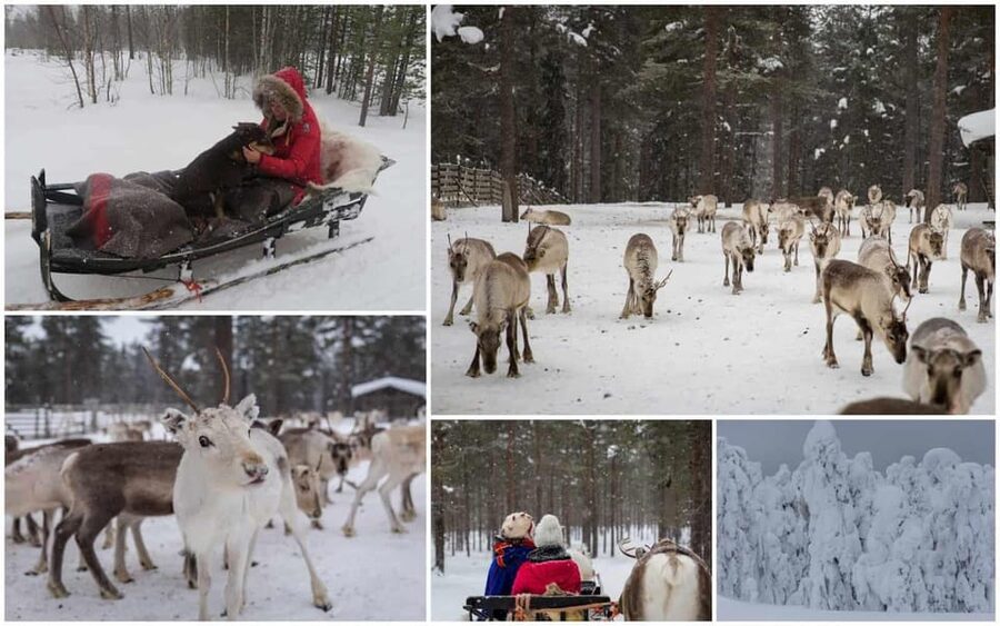 Rovaniemi: Reindeer Farm Visit and Sleigh Ride with transfer - Who will enjoy this farm visit most