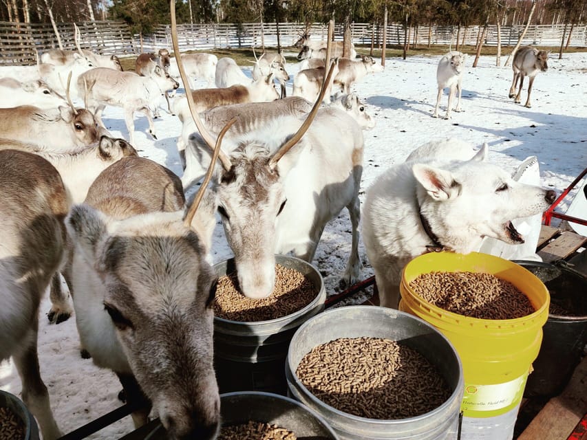 Rovaniemi: Reindeer Farm Visit and Sleigh Ride with transfer - Should you book this Rovaniemi reindeer tour?