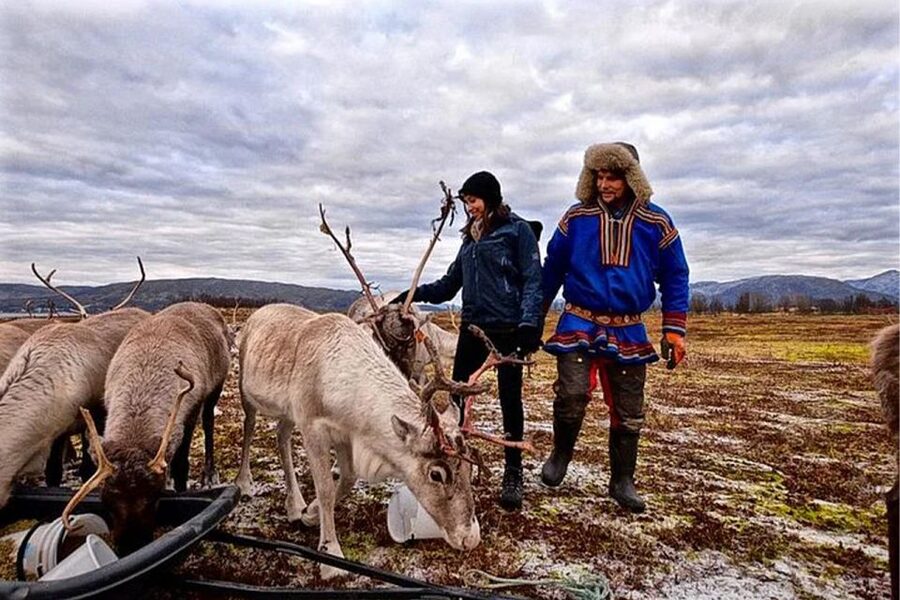 Rovaniemi: Reindeer Farm Visit in the Summer - Key points at a glance