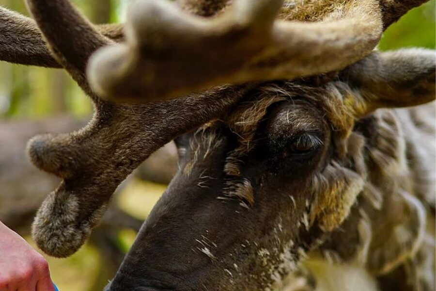 Rovaniemi: Reindeer Farm Visit in the Summer - From central Rovaniemi to the reindeer farm