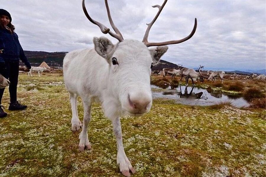 Rovaniemi: Reindeer Farm Visit in the Summer - Finnish snacks and a warm break