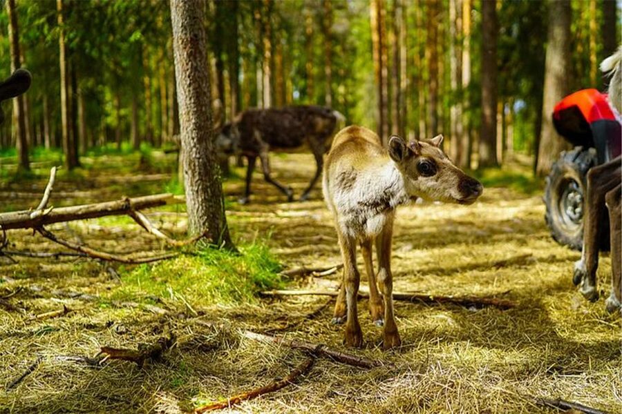 Rovaniemi: Reindeer Farm Visit in the Summer - What the $146 price really includes