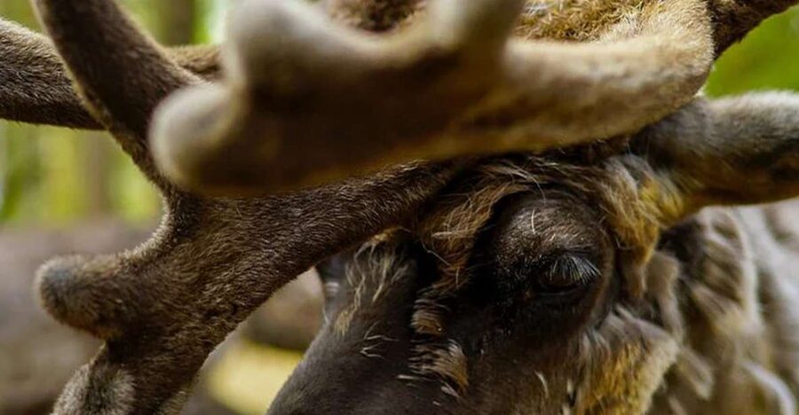 Rovaniemi: Reindeer Farm Visit in the Summer - Timing, group minimums, and cancellation concerns