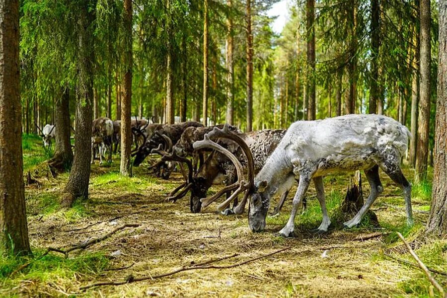 Rovaniemi: Reindeer Farm Visit in the Summer - A few practical ways to get more from the visit