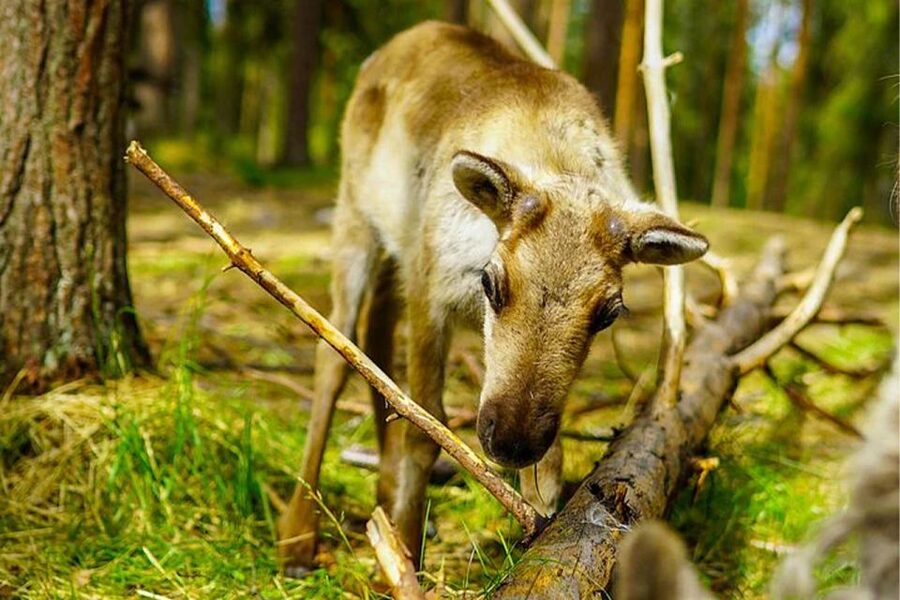 Rovaniemi: Reindeer Farm Visit in the Summer - Meeting reindeer that belong to local herders