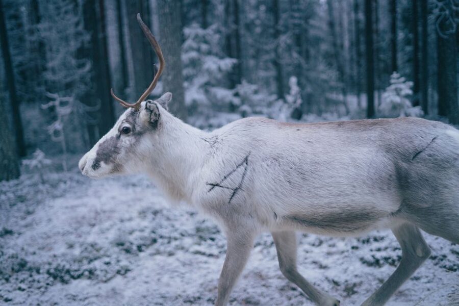 Rovaniemi: Reindeer Farm Visit with Photographer - The short sleigh ride through the snow