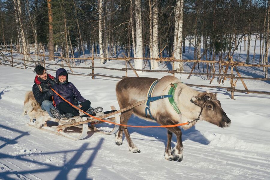 Rovaniemi: Reindeer Farm Visit with Photographer - Who should book this Rovaniemi farm visit?