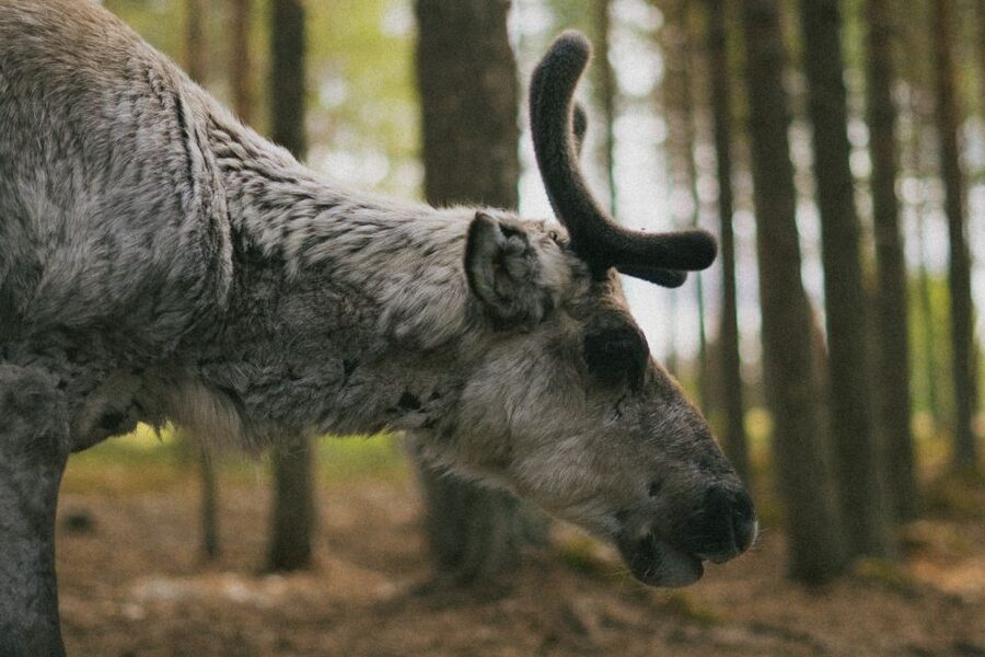 Rovaniemi: Reindeer Farm Visit with Photographer - Meeting the herders and learning farm life
