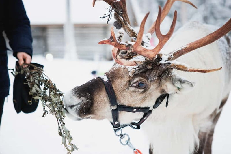 Rovaniemi: Reindeer, Huskies & Santa Claus Village - Meeting reindeer and learning the herding life