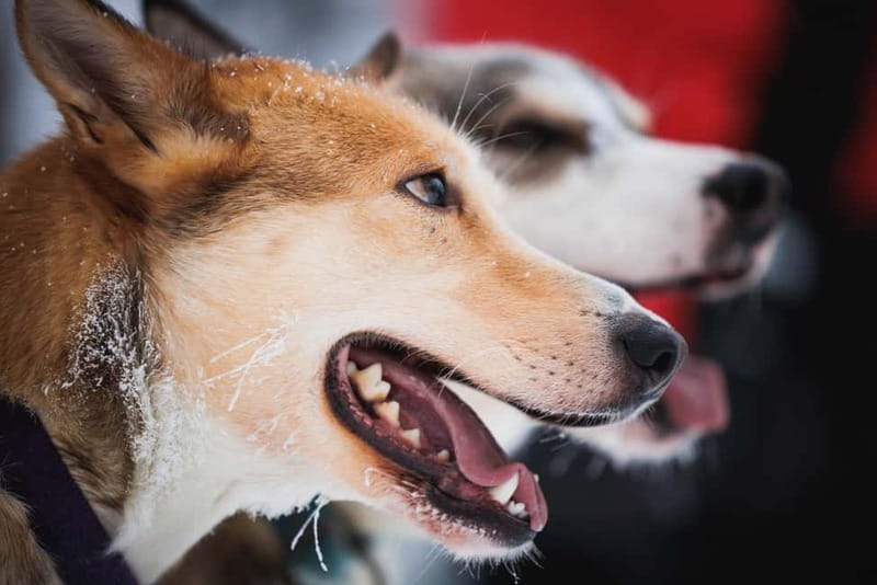 Rovaniemi: Reindeer, Huskies & Santa Claus Village - The husky run is short, loud, and fun