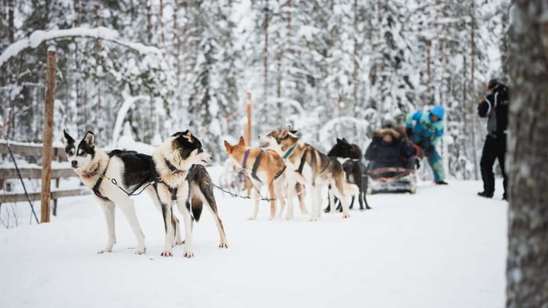 Rovaniemi: Reindeer, Huskies & Santa Claus Village - Salmon soup beside the fire